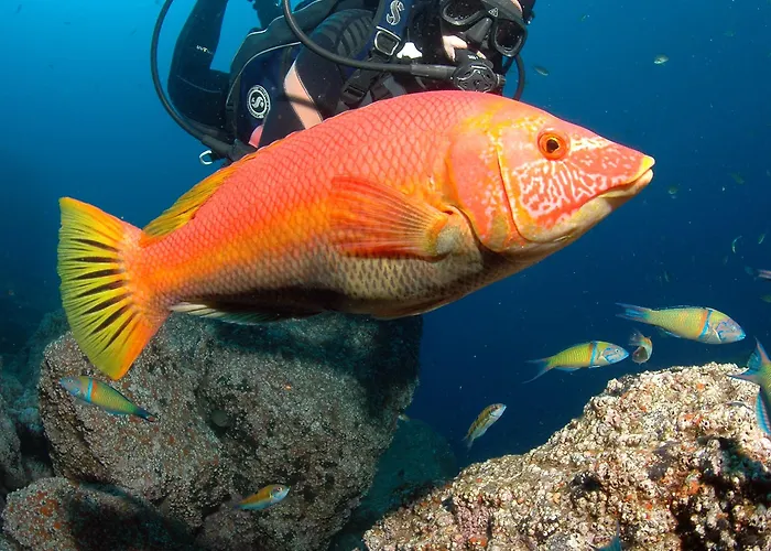 Ξενοδοχείο Roca Mar